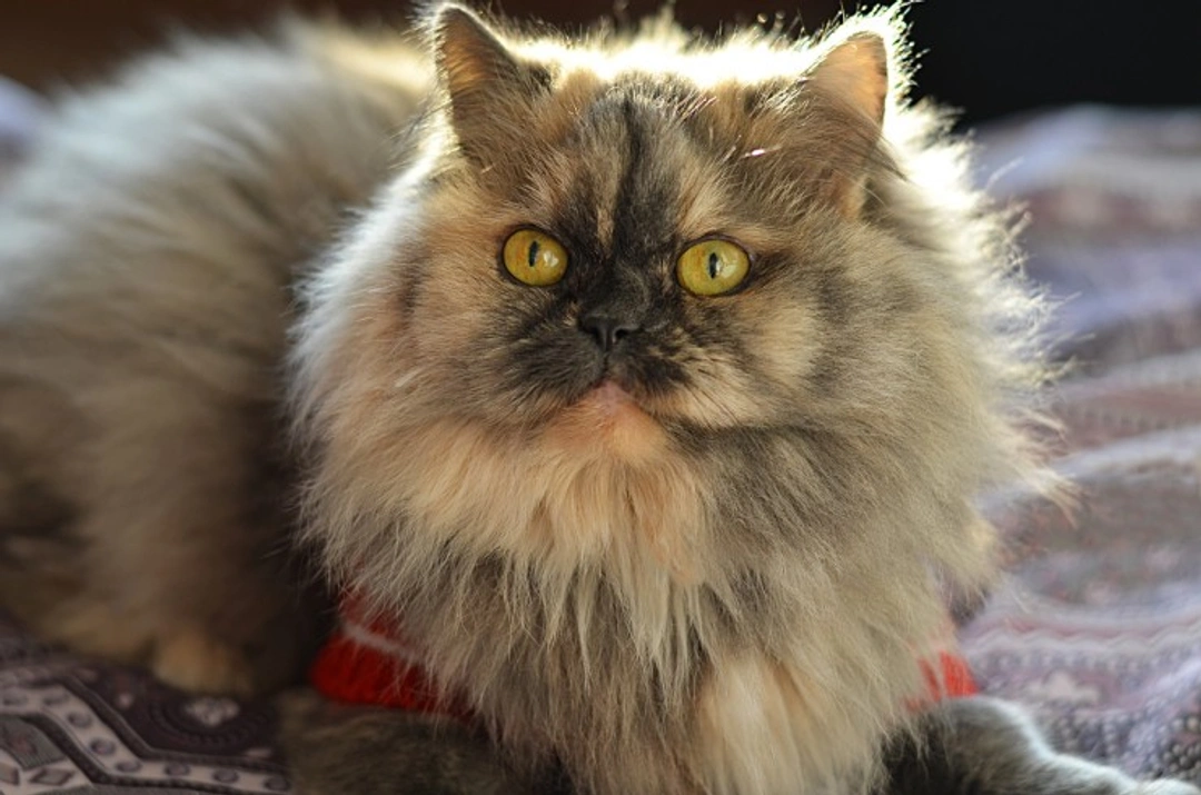 Breathing Issues in Cats: Causes, Signs & Treatment Guide