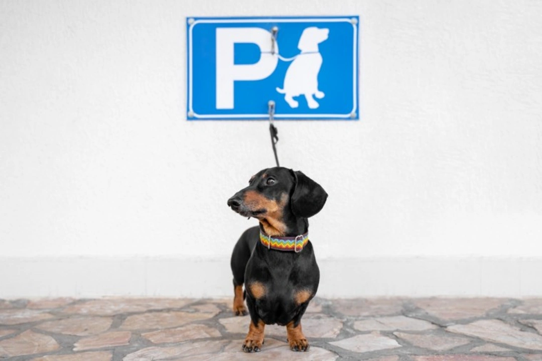 UK Dog Theft Hotspots 2025: 12 Essential Safety Tips