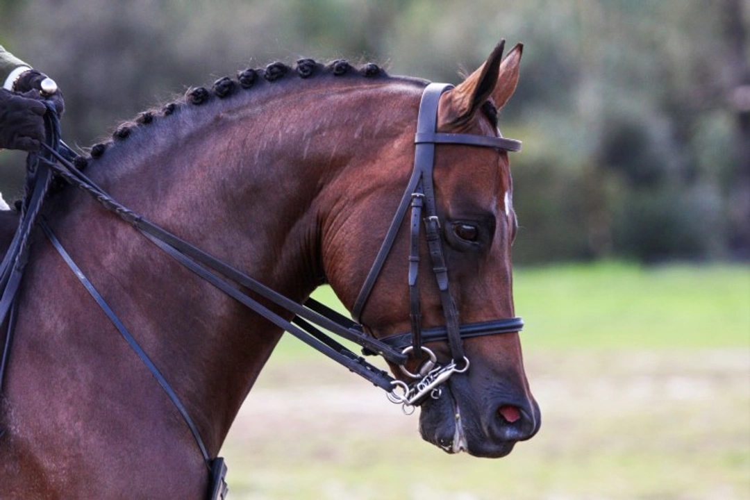 Top Tips for Success in the Showring