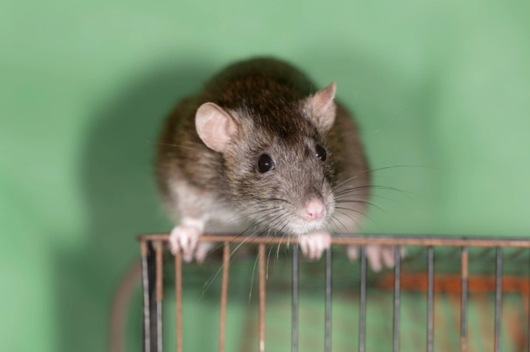 Basic First Aid Kit Guide for Rats and Small Pets