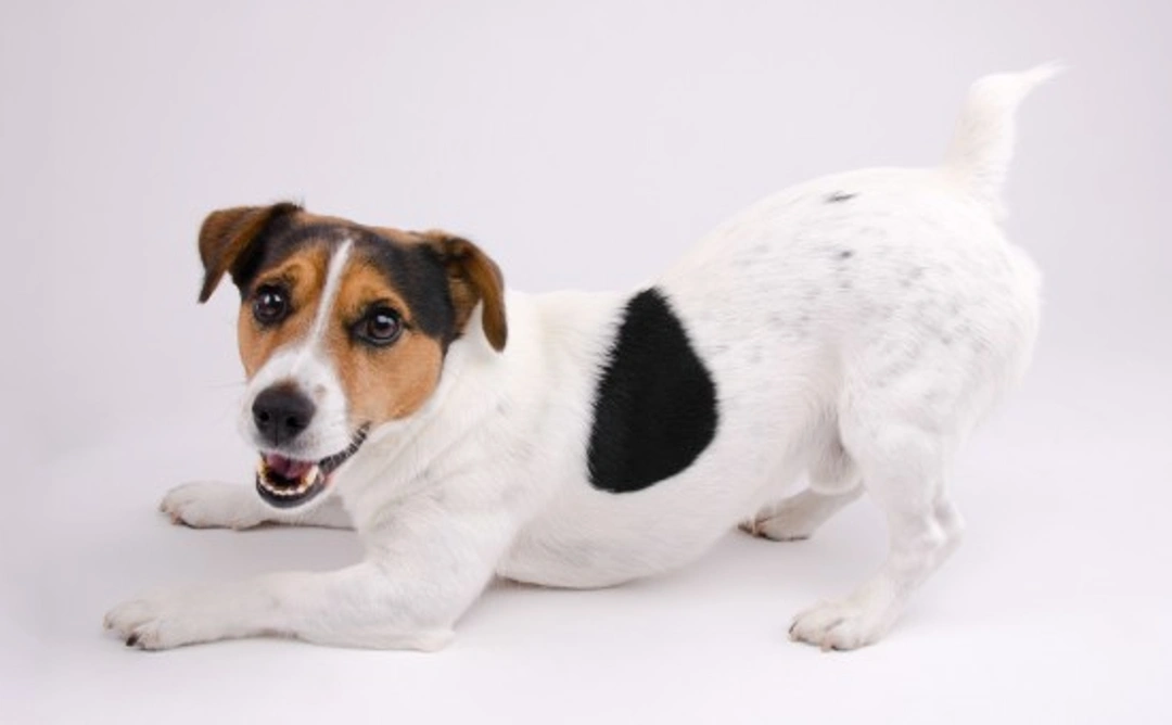 10 Key Training Tips for Your Jack Russell Terrier