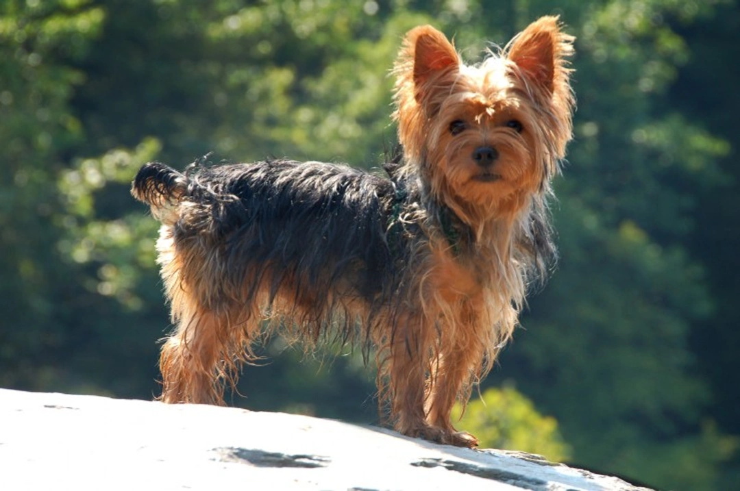 Yorkshire Terrier FAQ: Health, Care, Training & Costs