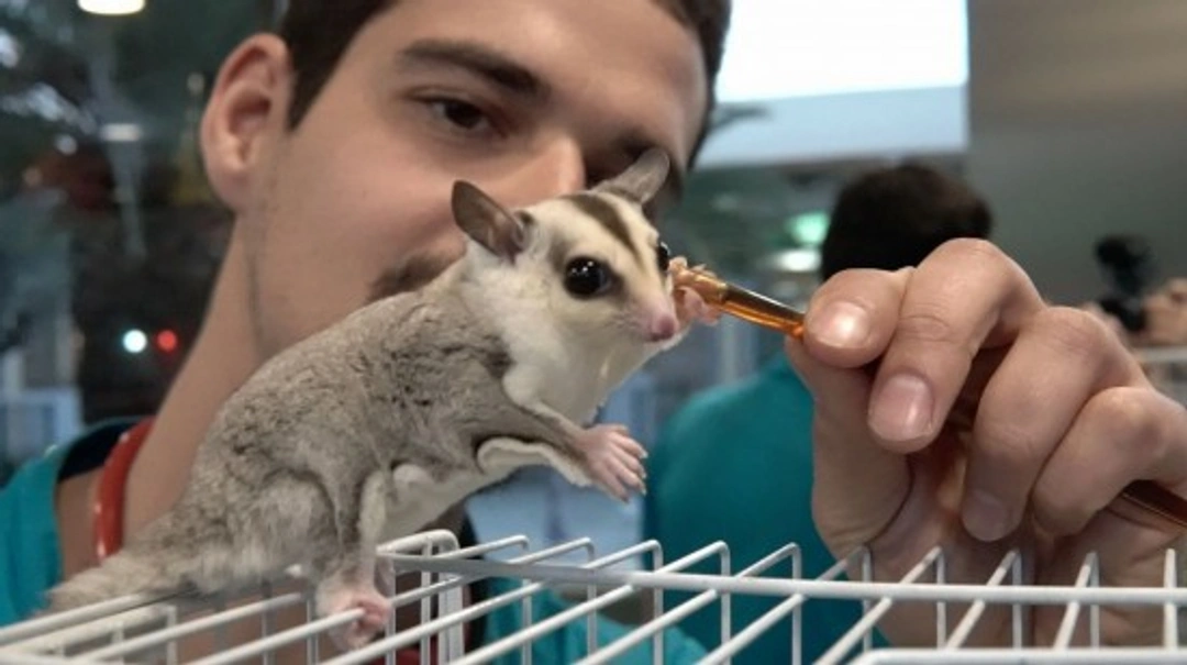 Petauro: Consejos básicos para su cuidado