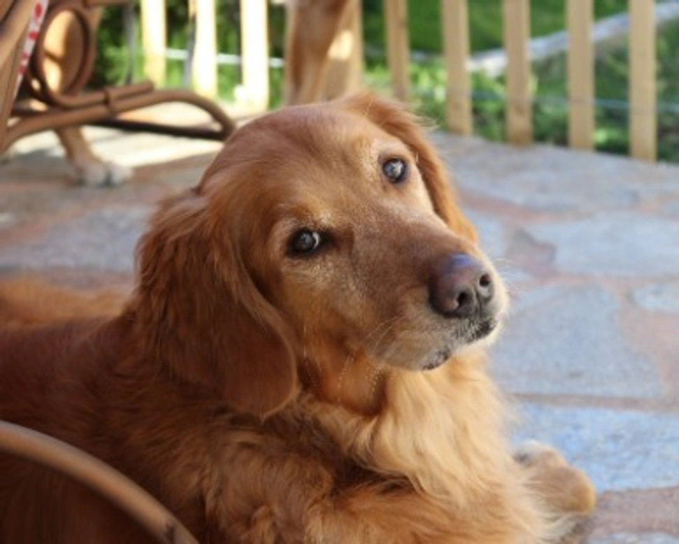 Golden Retriever: prezzo dei cuccioli e colore del mantello