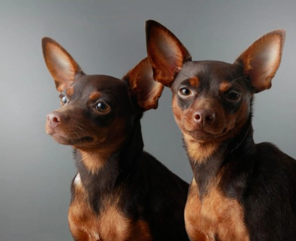 Owning a Miniature Pinscher: Care, Temperament & Tips