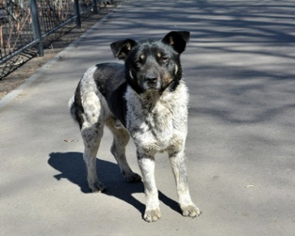 Associazioni animali: Chance for Pets ODV