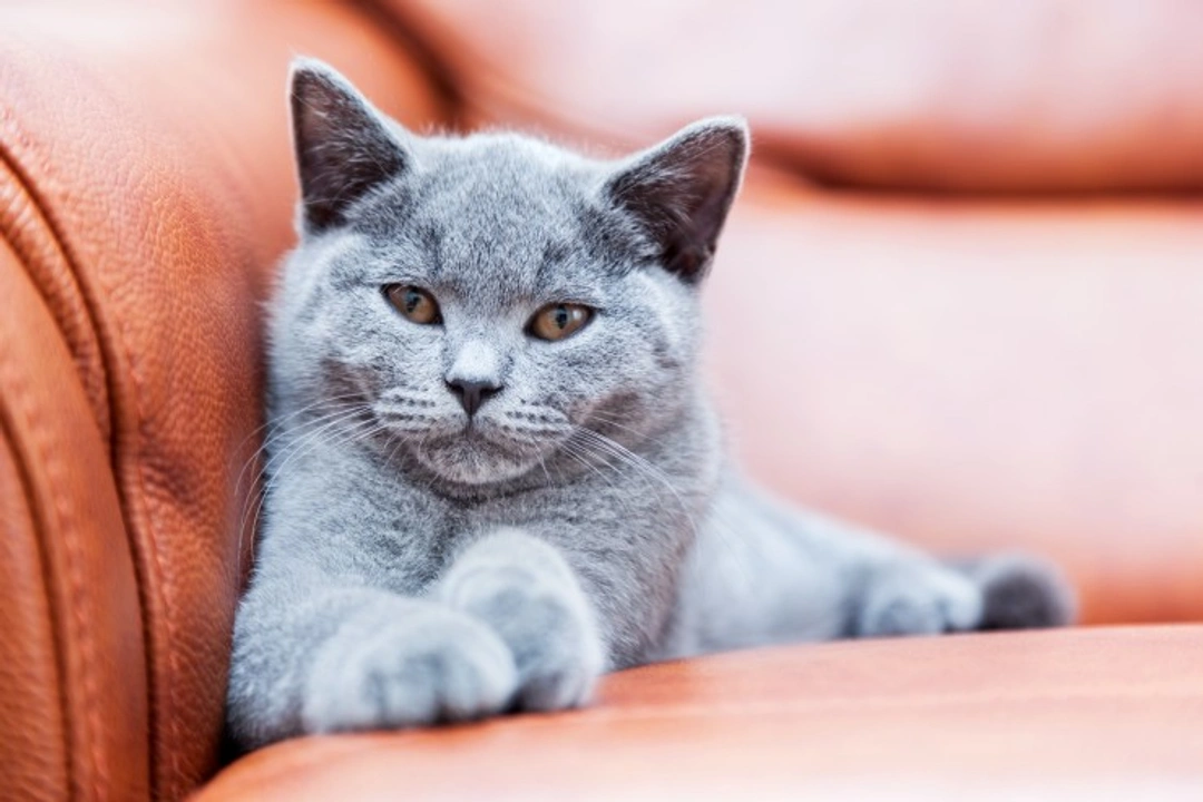 Choosing a Healthy Kitten: Essential Tips for New Owners