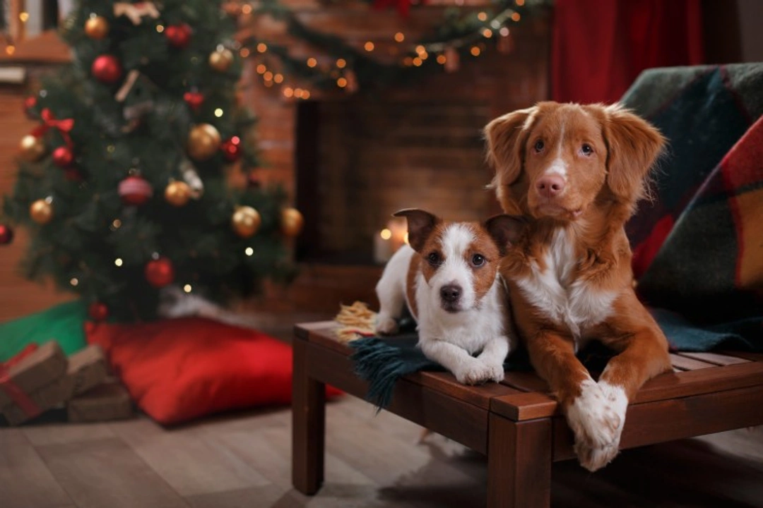 10 Great Ways Pet Lovers Can Help Animals This Christmas