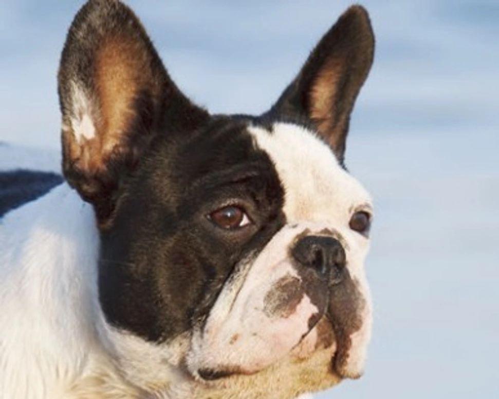 Il Bouledogue Francese, le origini, la morfologia e il carattere