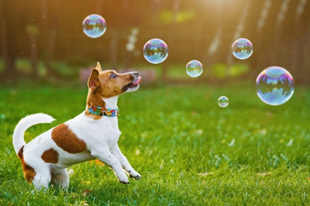 5 Playful Games to Try with Your Dog Beyond Fetch