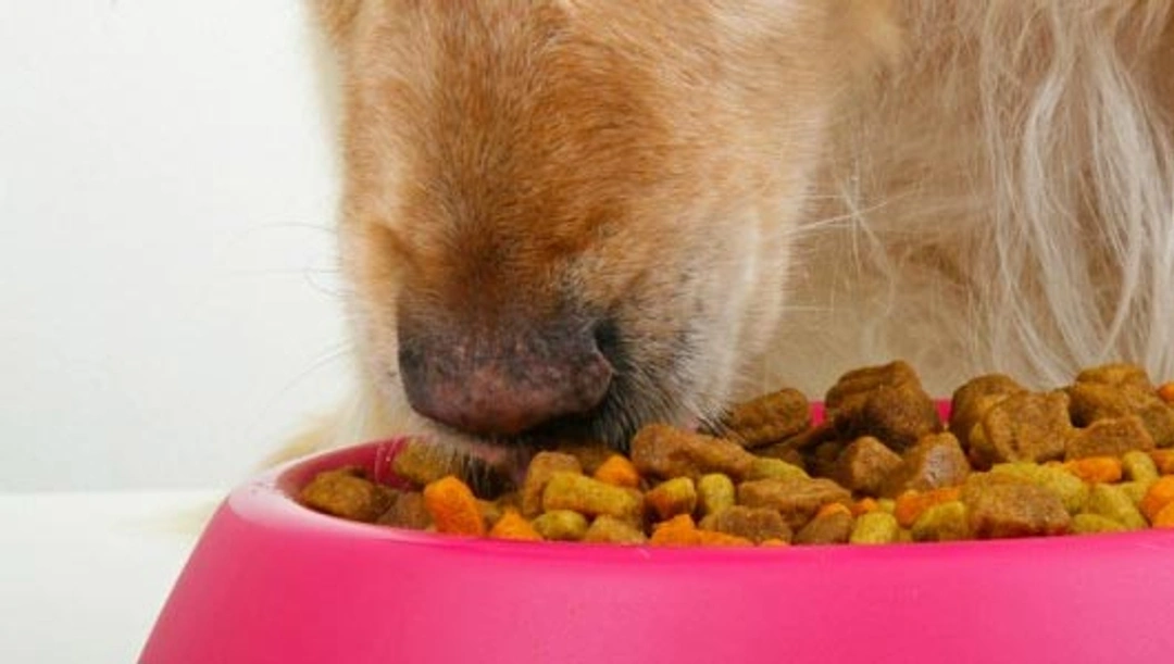 De juiste voeding voor mijn hond