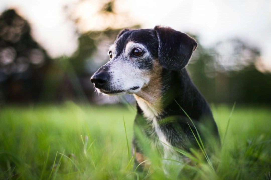 Dogs and Vestibular Disease: Recognise Symptoms Early