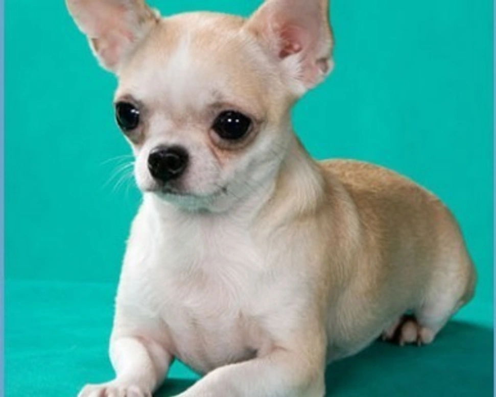 Le origini del cane, dal lupo primitivo ad oggi