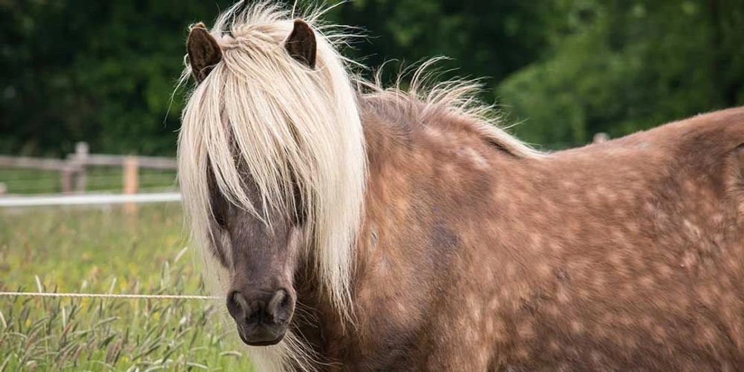 Juristens bästa tips för en trygg hästaffär