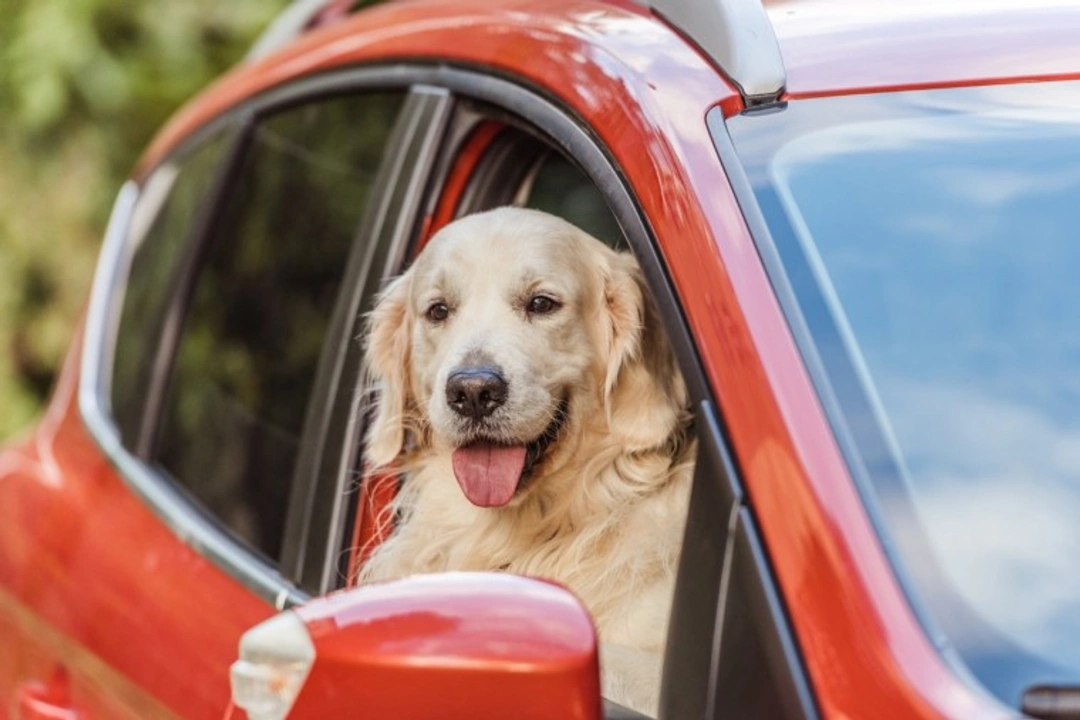 Five common phobias in dogs that can be avoided entirely with puppy conditioning