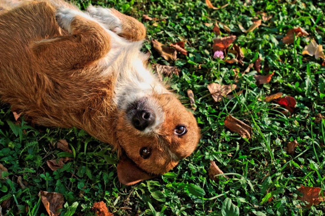 How to Teach Your Dog to Roll Over: Step-by-Step Guide