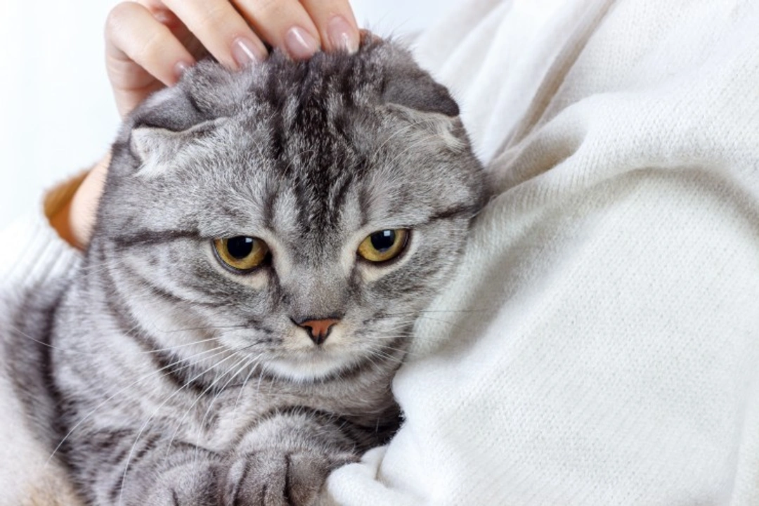 Can Cats Catch Diseases From Their Owners? Facts and Prevention