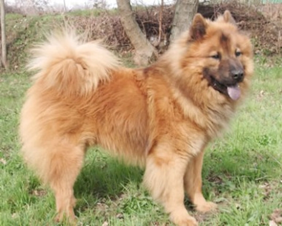 Il carattere dell'Eurasier e le sue grandi qualità