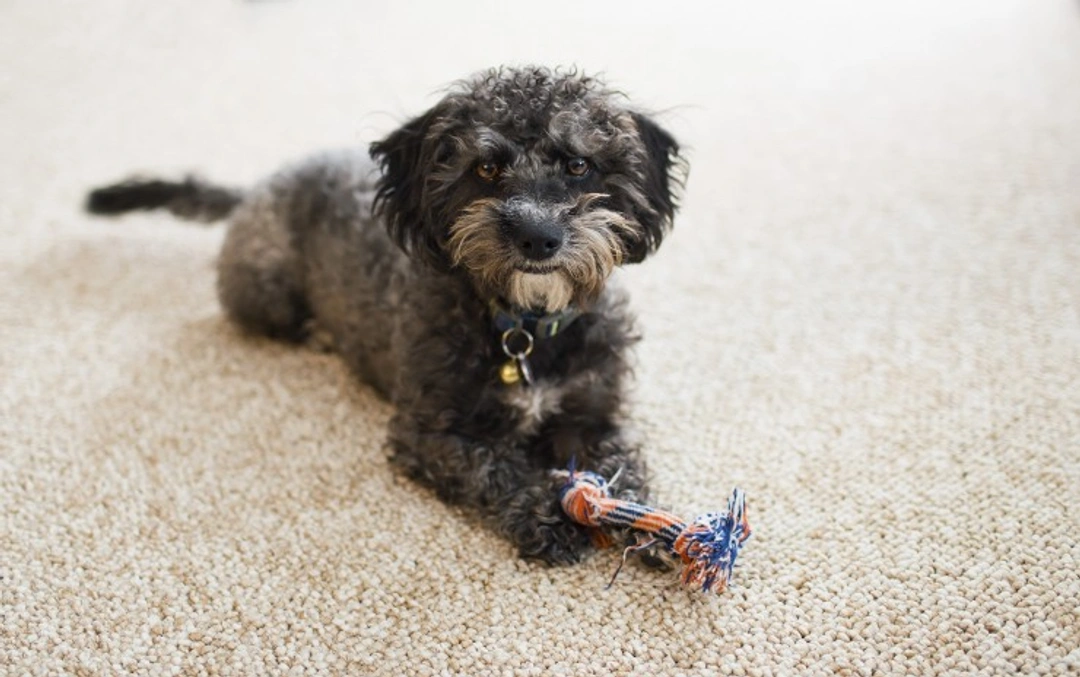 How to Stop Your Dog from Destroying Your Carpets