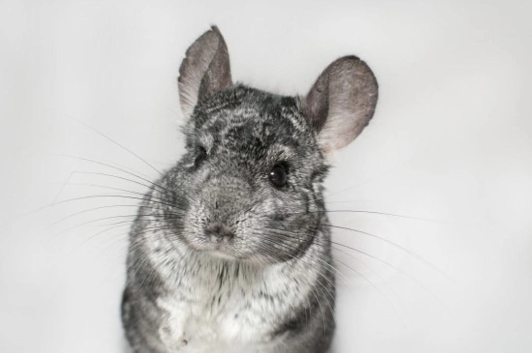Important Things to Know Before Getting a Chinchilla