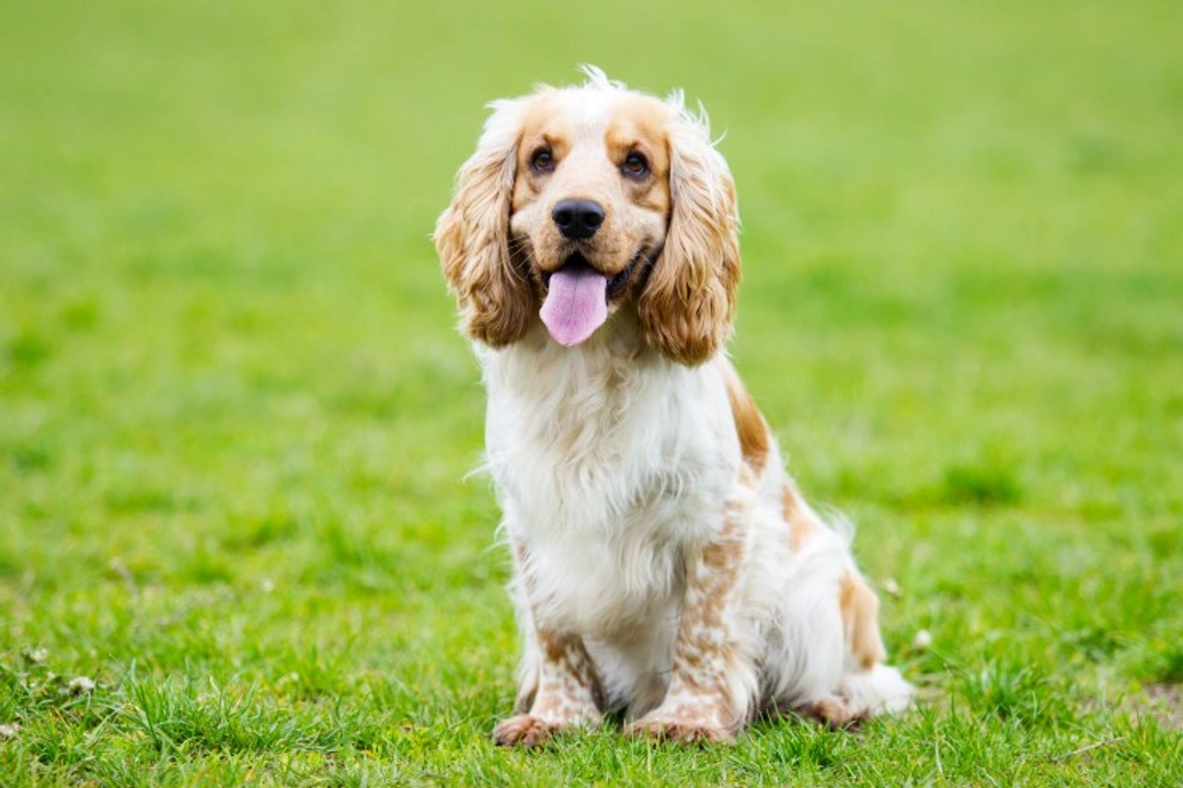 Dysphagia in Dogs: Causes, Symptoms & Treatment Guide