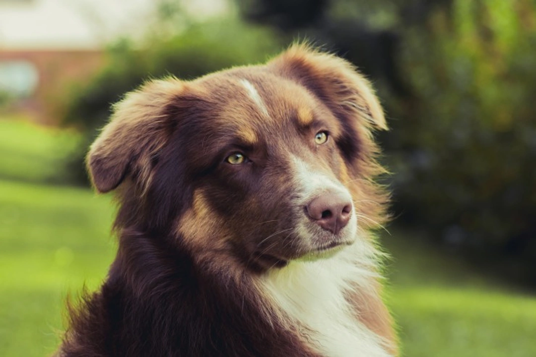 Simple Homemade Remedies for Dogs: Safe DIY Tips