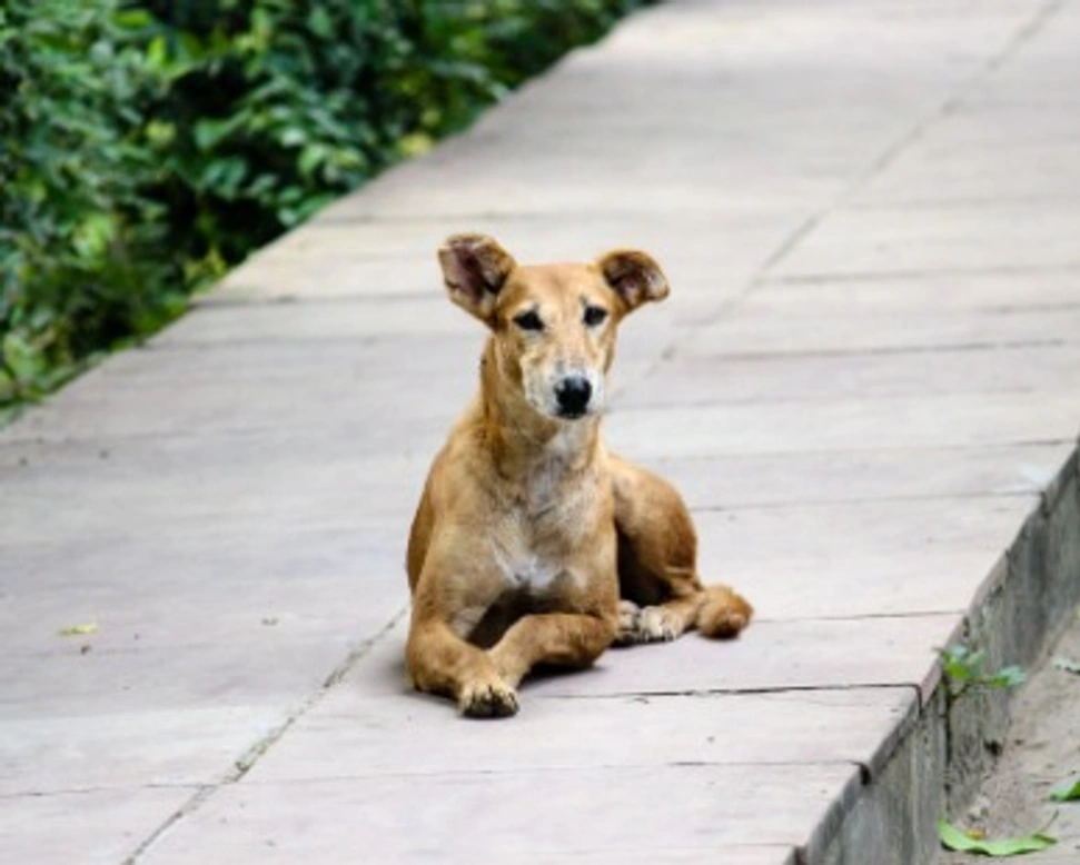 Associazioni animali: L'unione fa la forza