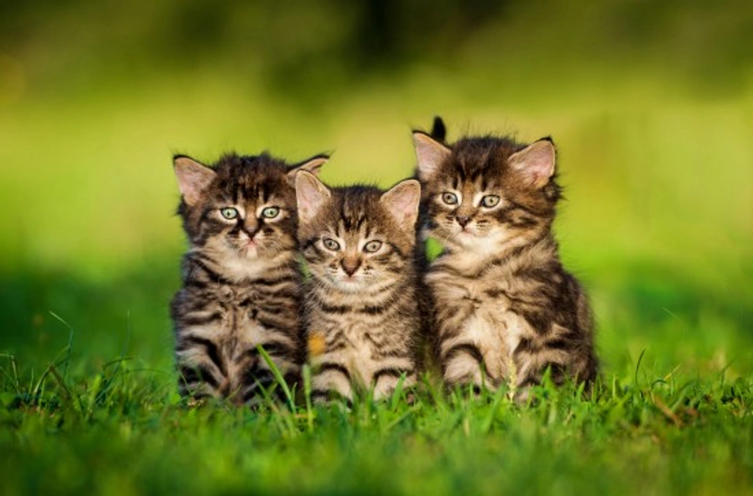 6 Common Health Issues to Watch for in Young Kittens