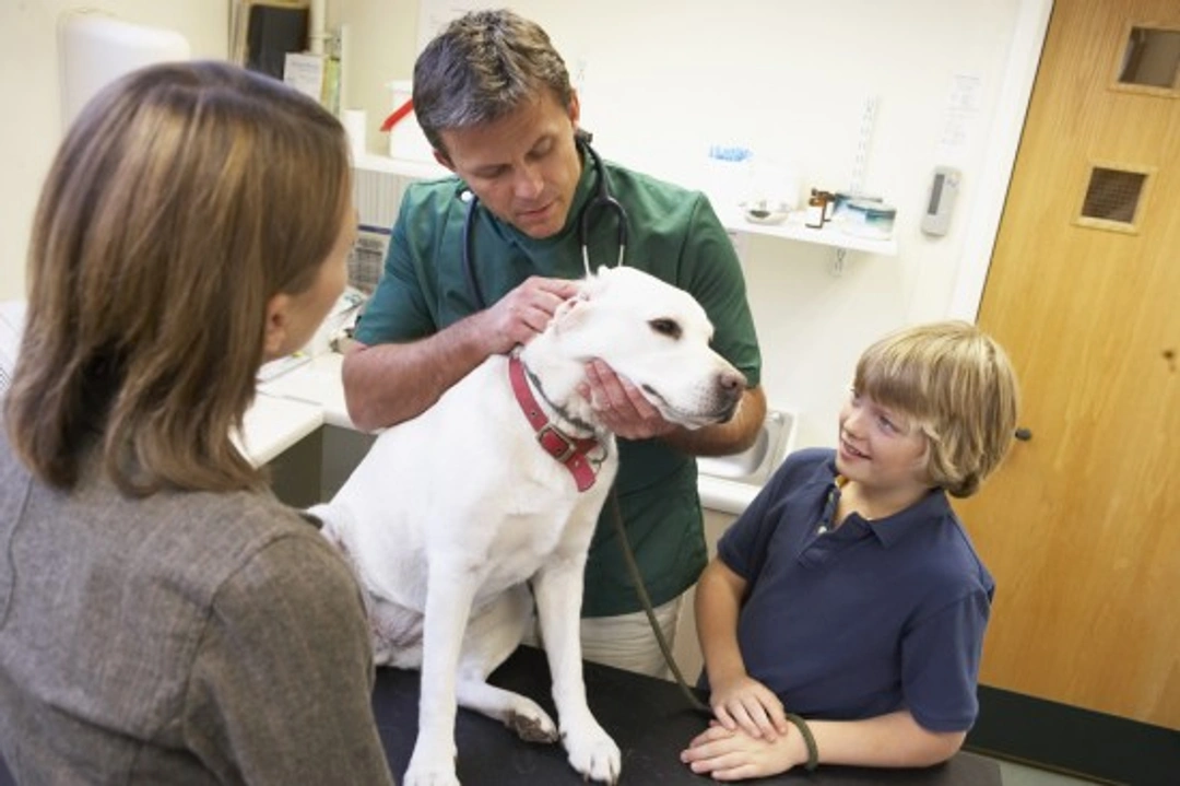 Taking on a dog with health problems: Key considerations