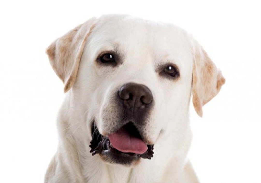 Klopt het dat honden kleurenblind zijn?