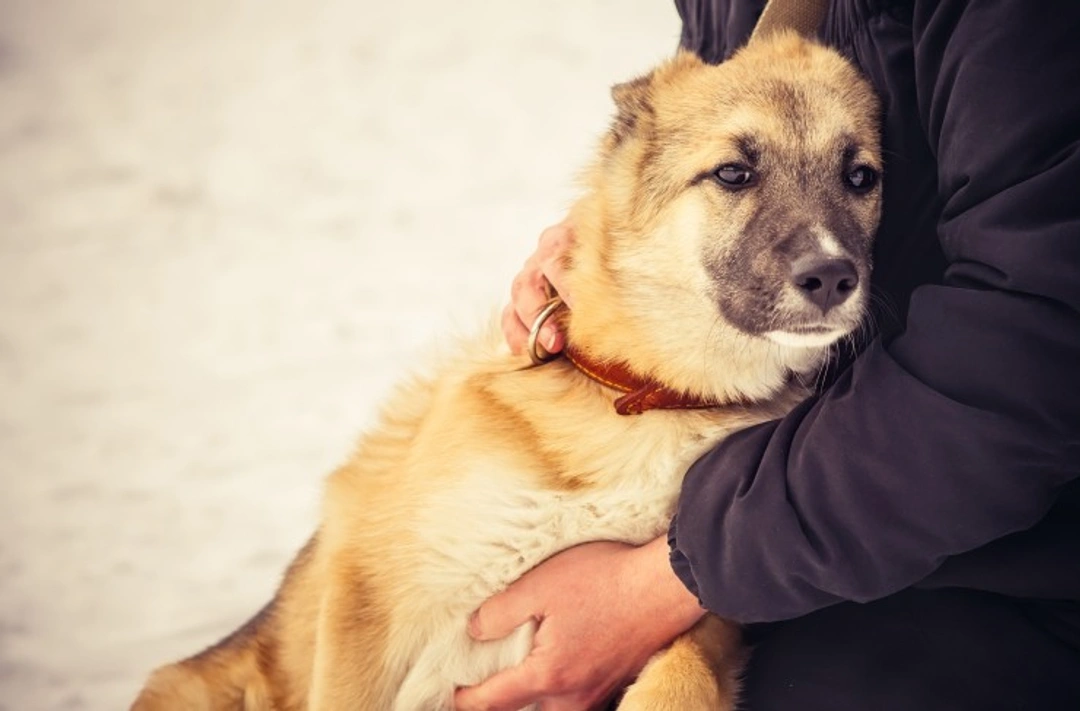 How to Help Homeless People and Their Pets at Christmas