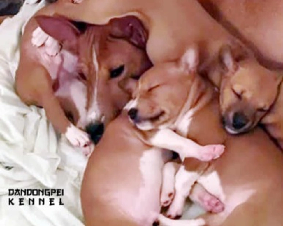 Il carattere del Basenji e le sue particolarità