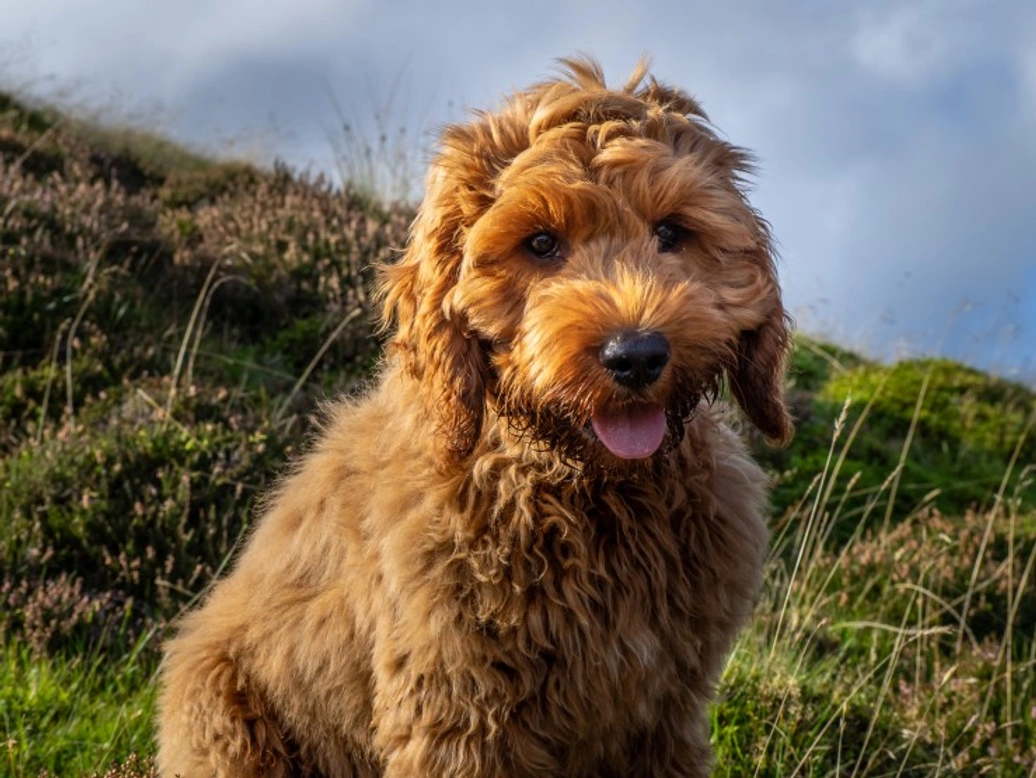 Gallbladder Mucoceles DNA Testing for Cockapoo Dogs