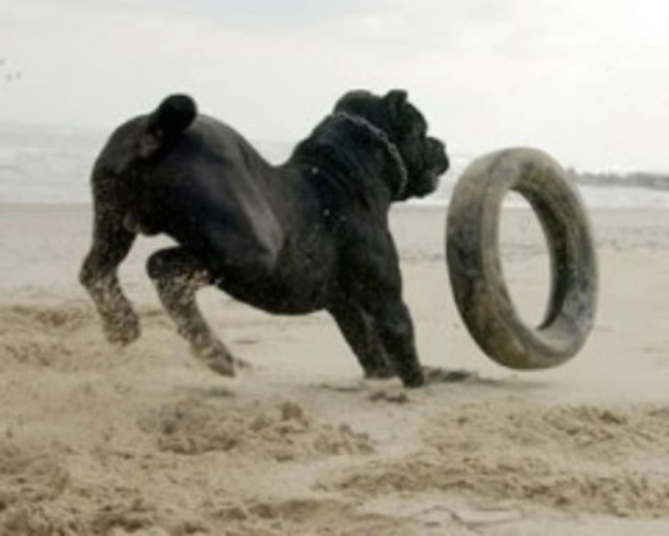 Cane Corso, una splendida razza italiana d'eccellenza