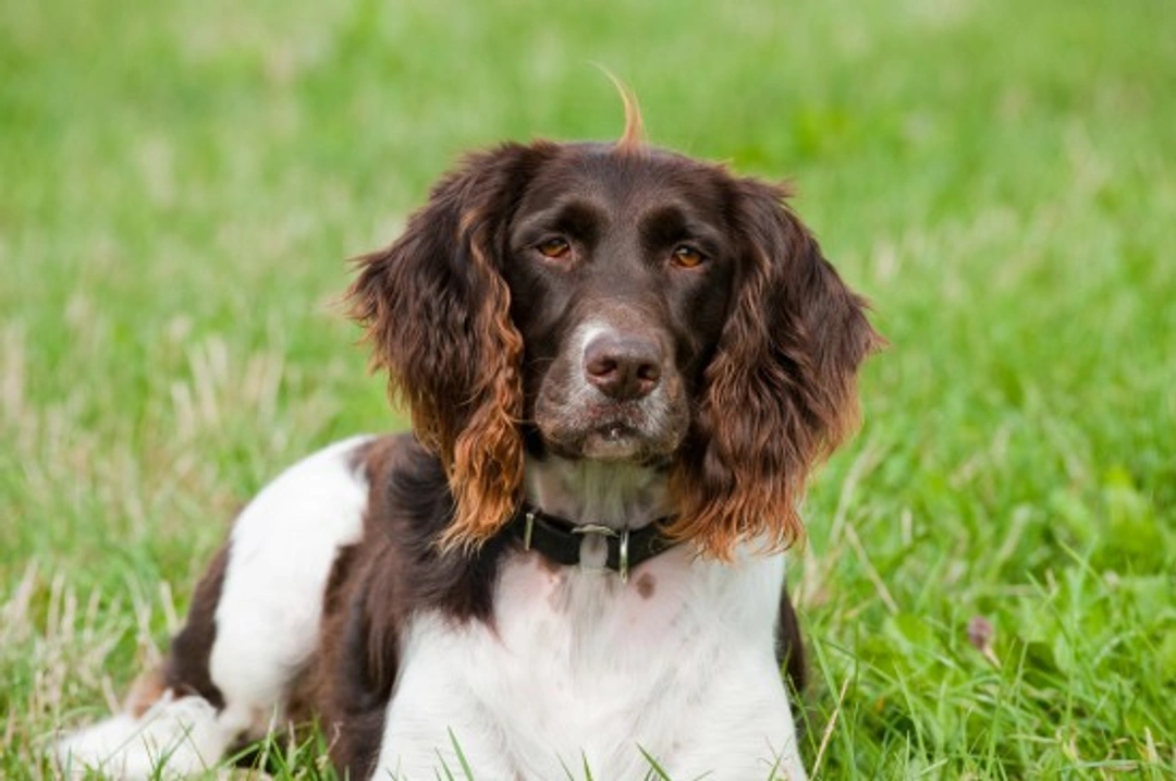 10 Essential FAQs About the Mismate Injection for Dogs