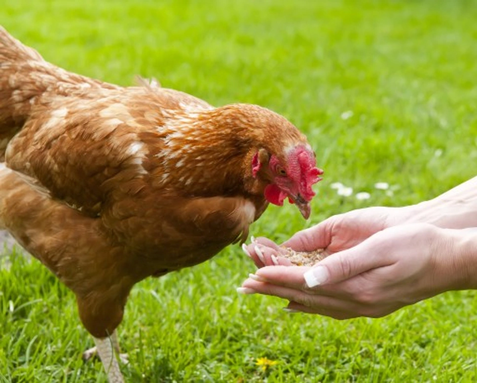 4 Common Vitamin Deficiencies in Chickens and How to Treat Them
