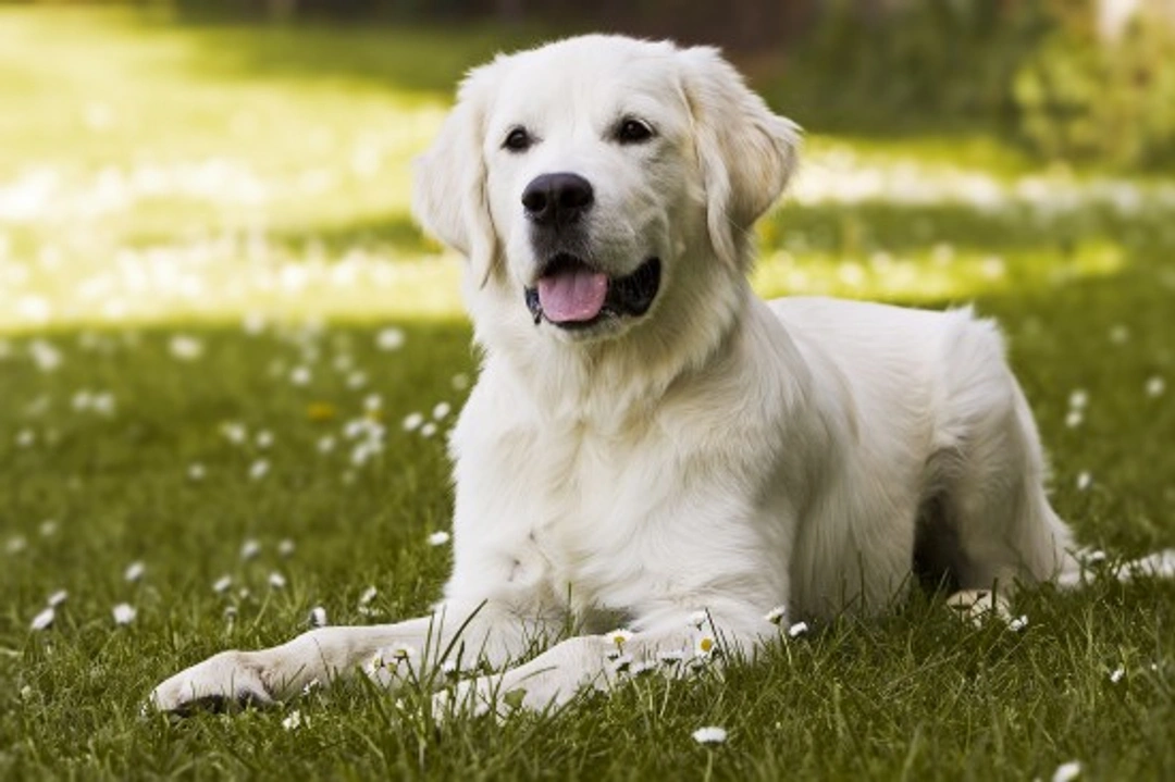 Puppy Development from 4 to 6 Months: What to Expect