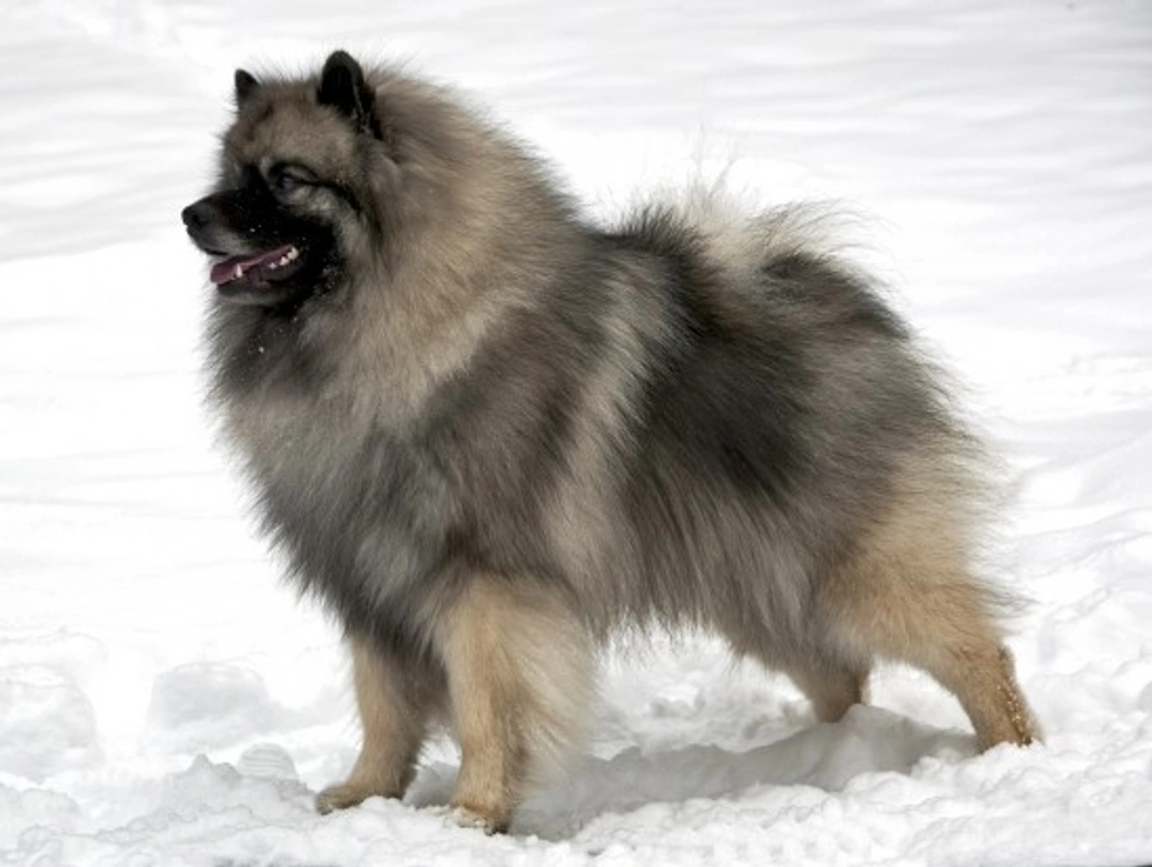 Hereditary Health & Testing Guide for Keeshond Dogs