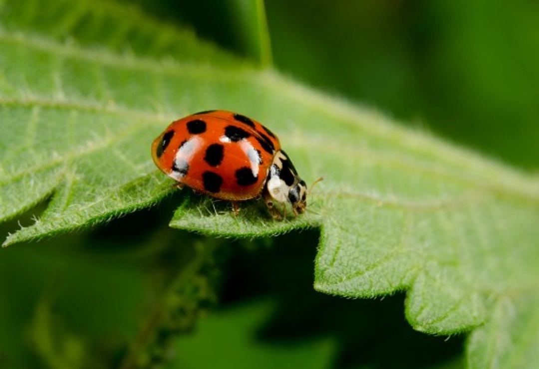 10 Common Misconceptions About Insects Explained