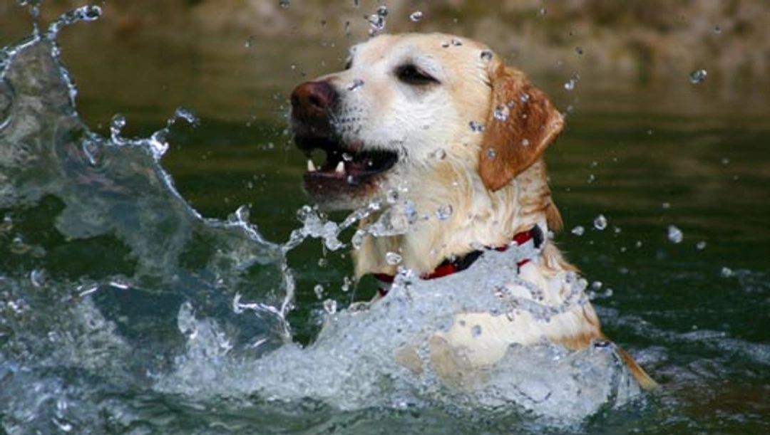 Waarom houden honden van zwemmen, maar haten ze in bad gaan?
