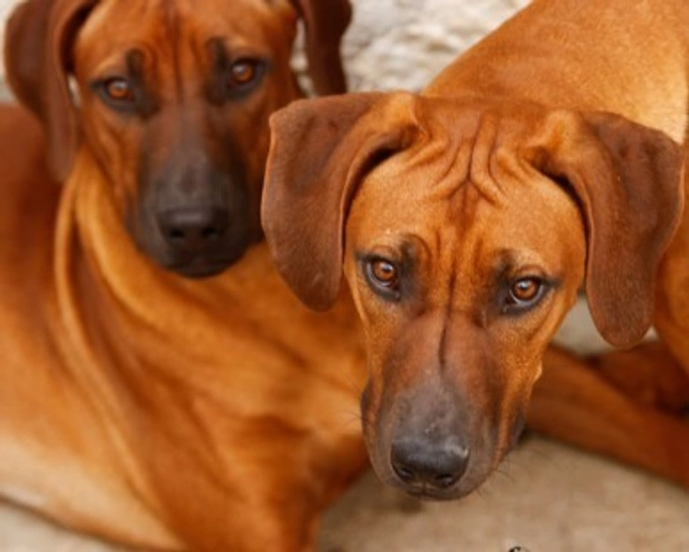 Accenni sul ciclo estrale del cane