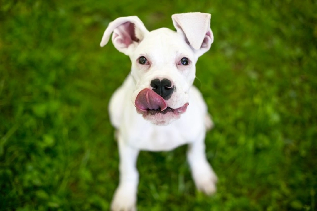 Why Do Some Dogs Lick Obsessively? Causes & Solutions