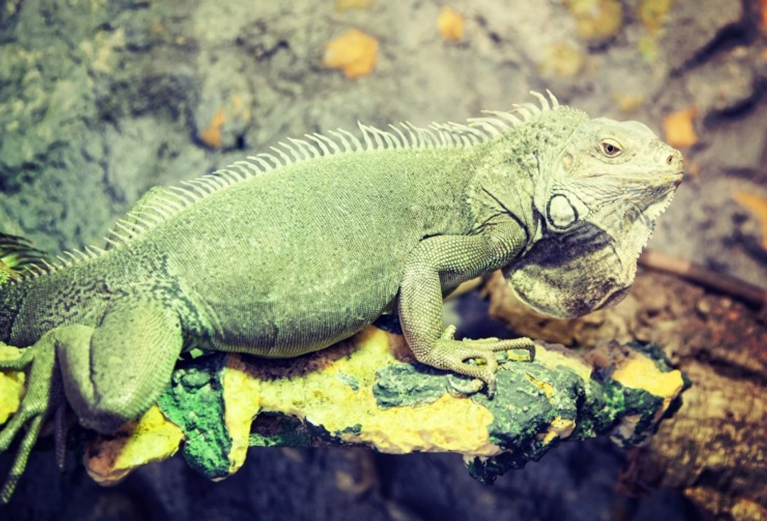 Six essentials your reptile terrarium needs before your pet comes home