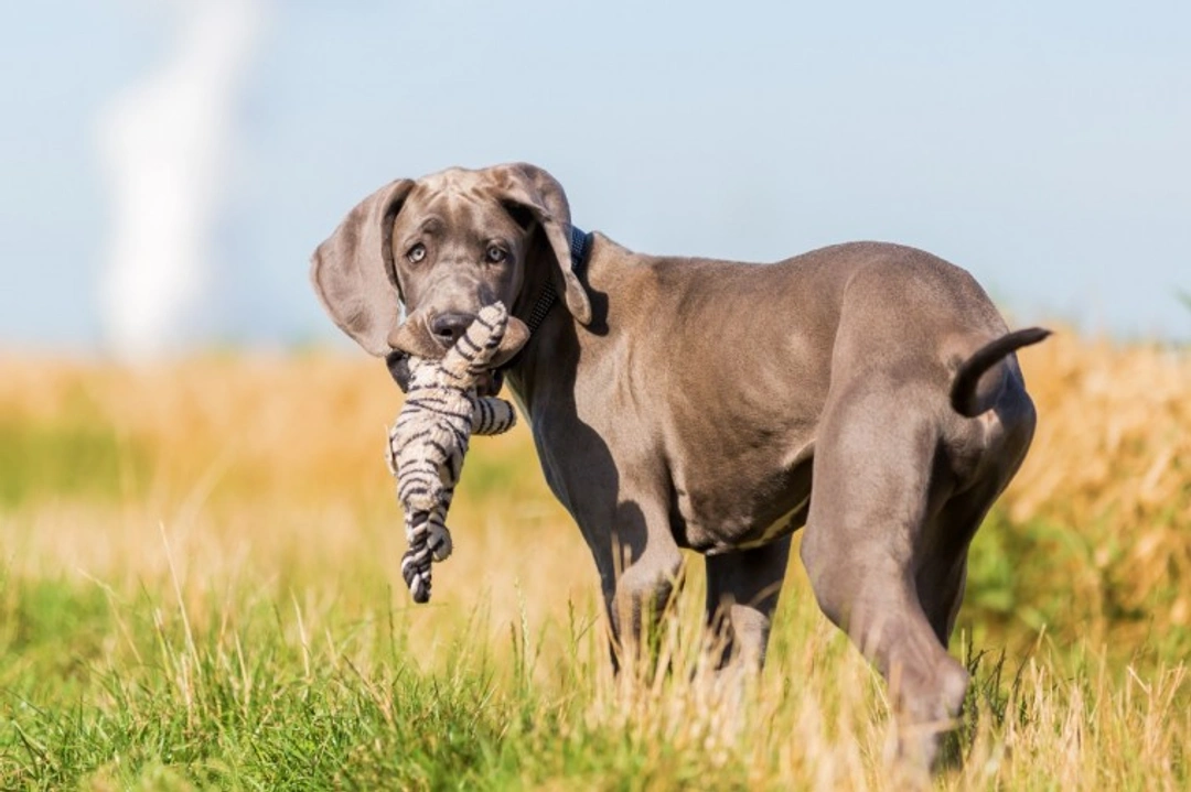10 Essential Things to Know About Great Dane Puppies