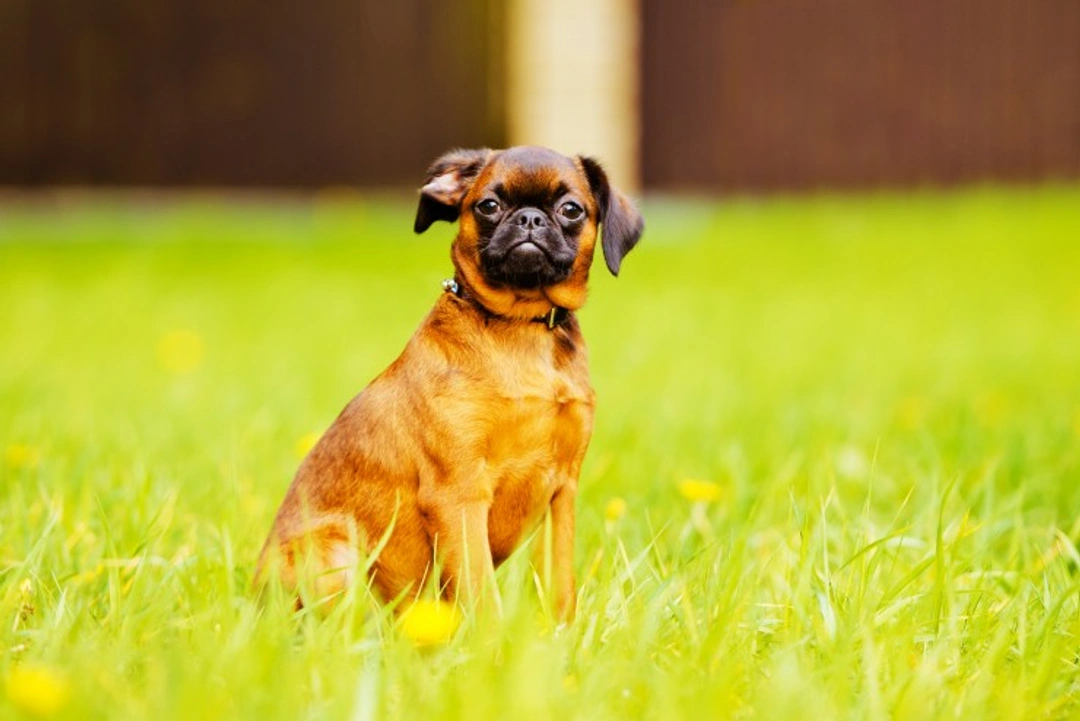 Petit Brabancon: A Lively and Loving Small Dog Breed Guide