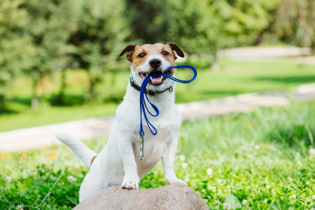 5 Common Dog Walking Mistakes Affecting Others and How to Fix Them