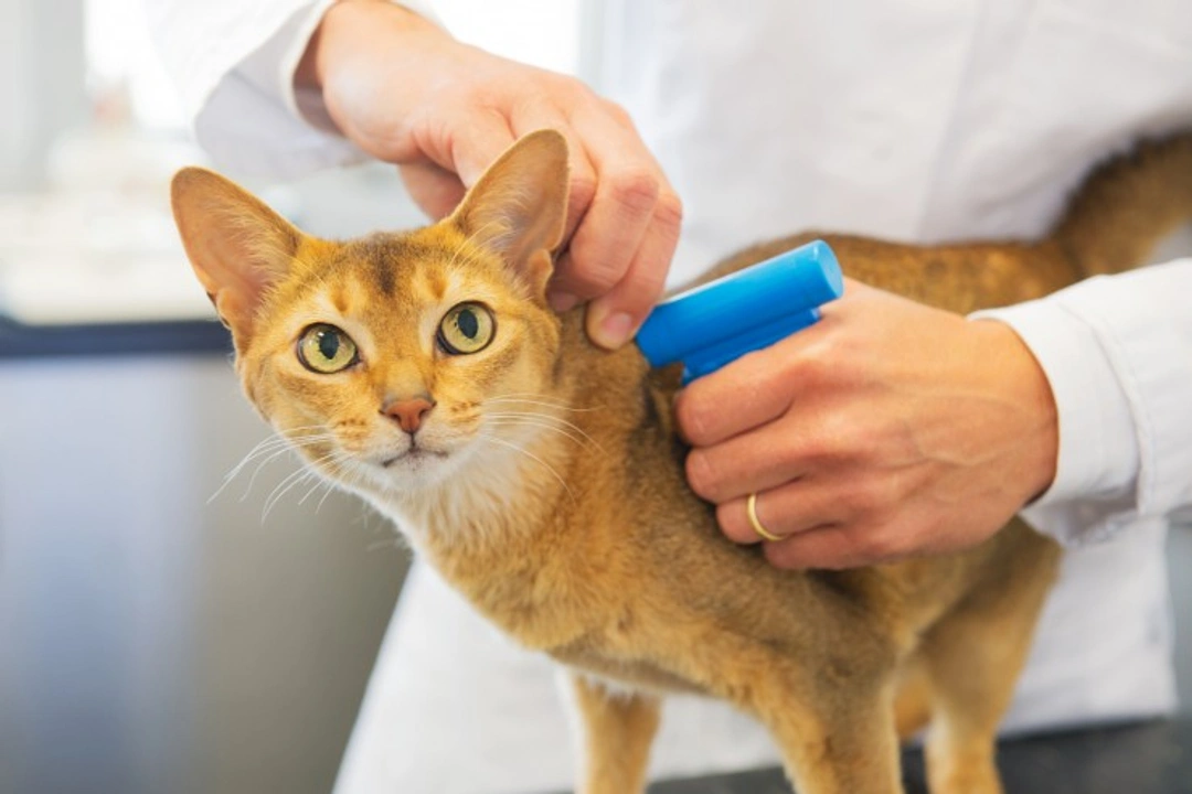 New mini microchips launched: safer ID for small pets
