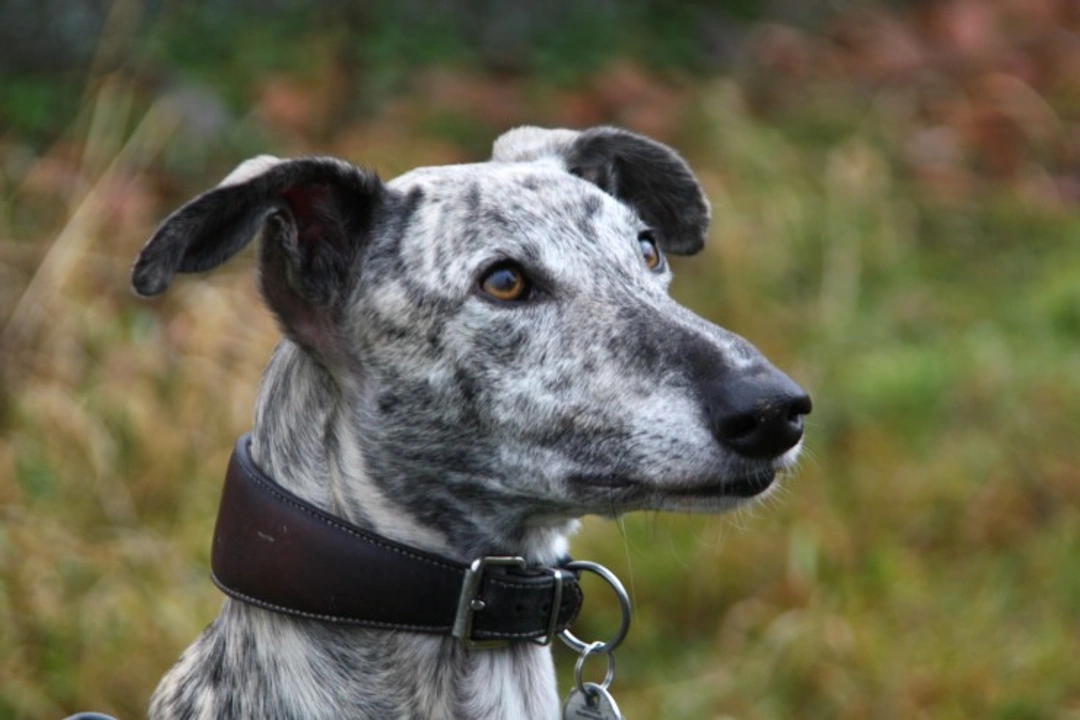 Dog Collar Safety: Smart Choices for Your Dog’s Comfort