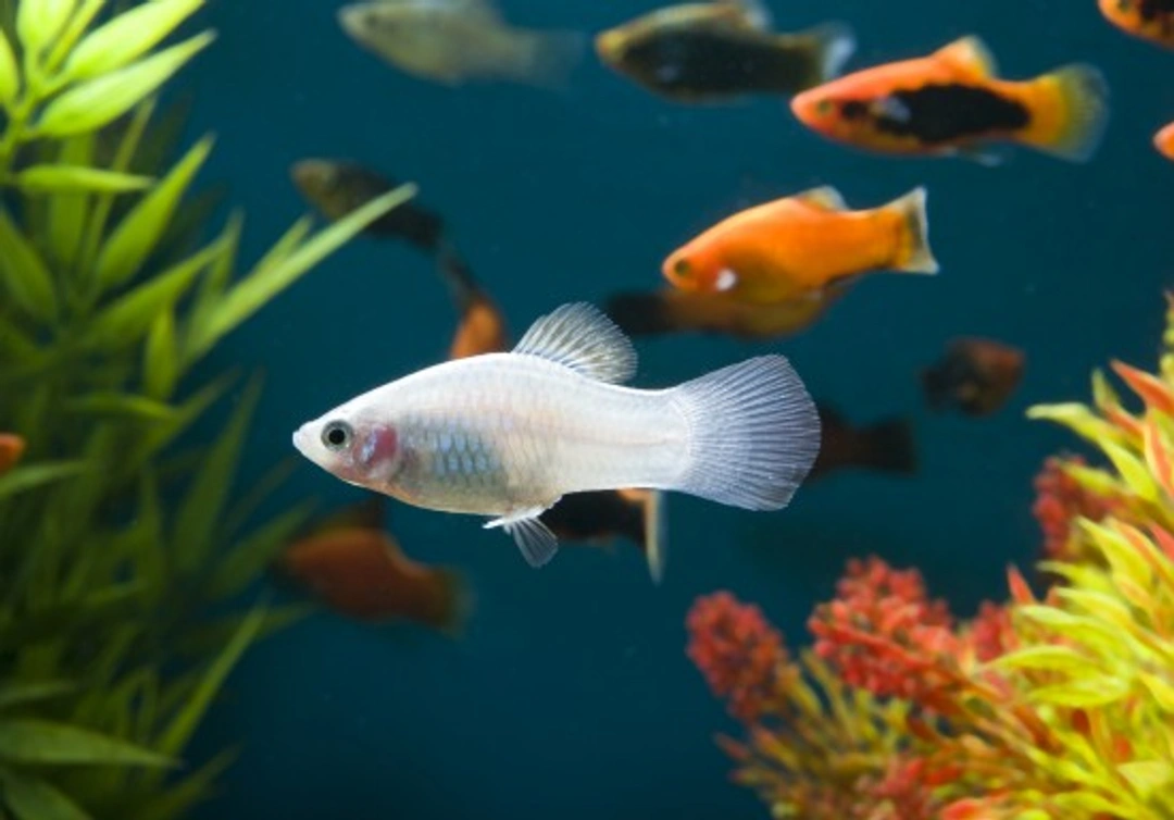 3 Great Pet Fish Choices for Children