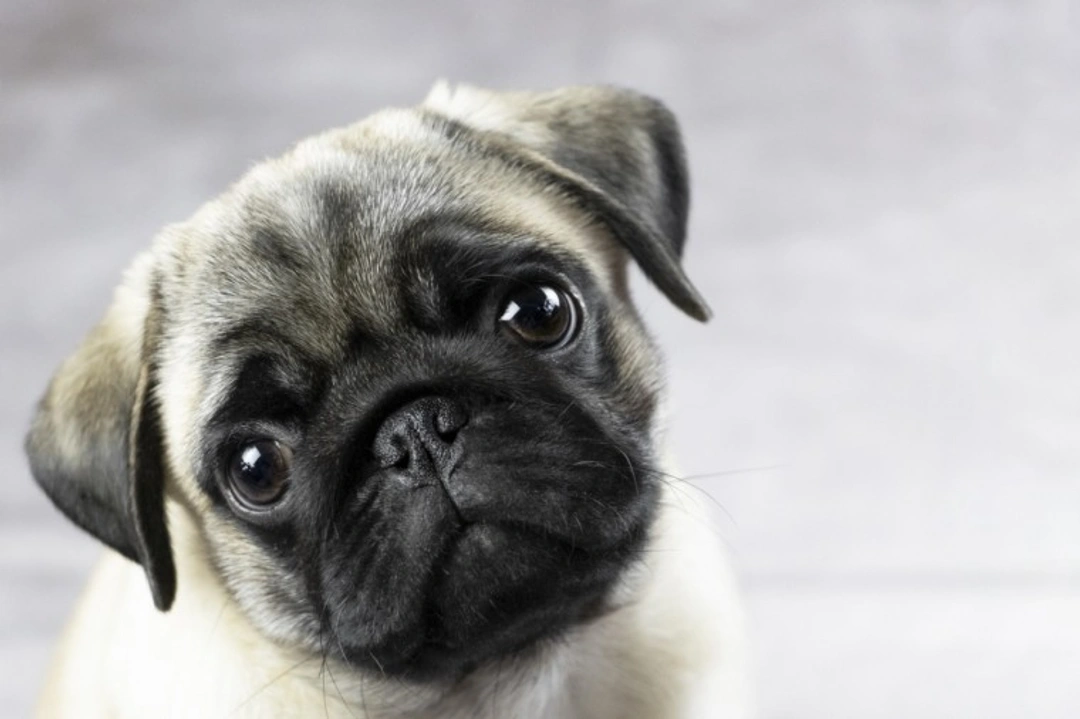 Pug Eye Proptosis: Causes, Care & Ethical Puppy Buying UK 2025